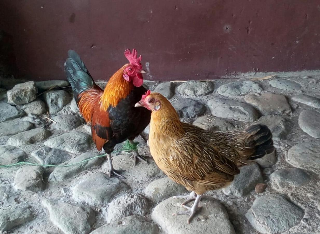 Finca Turistica Santa Clara Pansiyon Calarcá Dış mekan fotoğraf